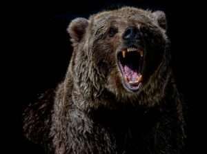 Morgan Stanley: Bearish Ahead of CPI — “Bear Market Rally”