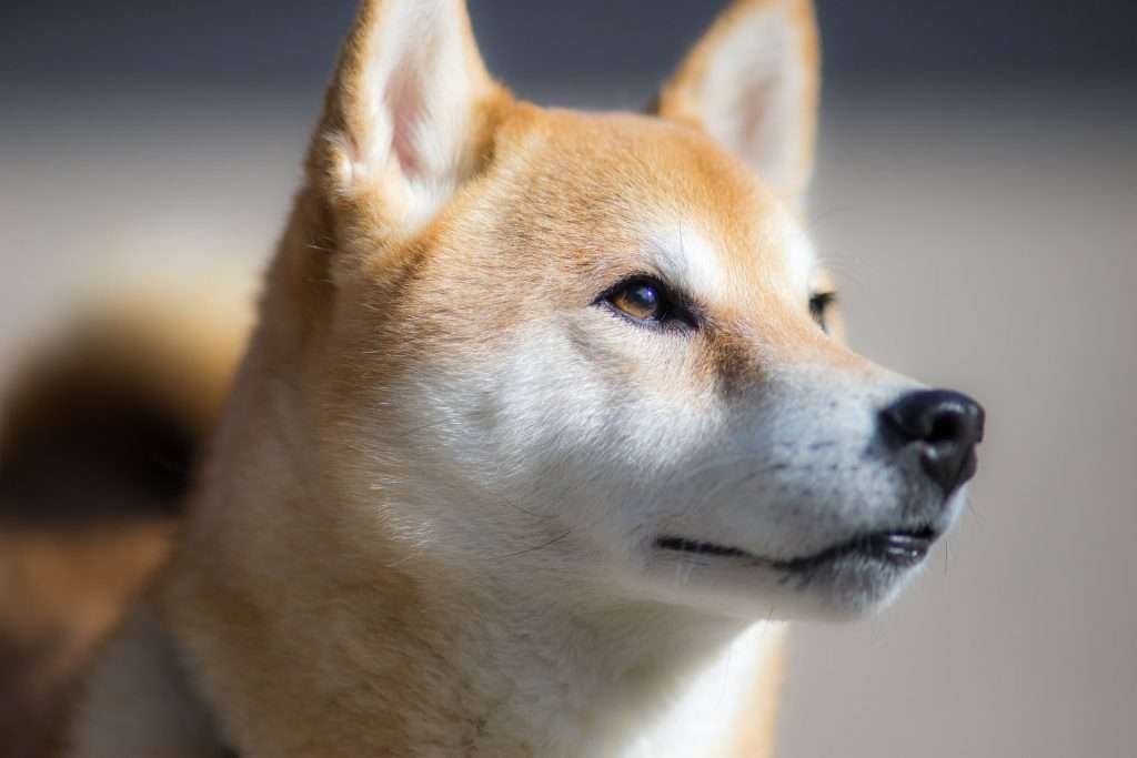 Why Shiba Inu Has Been More Resilient Than Some SHIB Haters Would Like to Admit