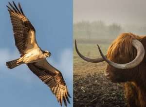 Fed: Hawkish, but Bullish